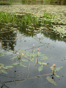 Bistort,  copyright Colin Hayes